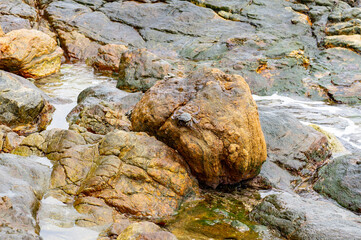 Sea stone coast with crayfish and crabs. Tropical photography for tourism, design and advertising