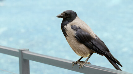 A black crow sits on a fence. Blue background and a bird in the center. Empty space and place for text. Bird beak.
