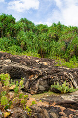 Tropical southern coast of Sri Lanka. Photography for tourism background, design and advertising