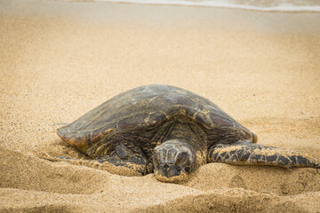 sleeping turtle on the beach