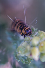 Cinnabar moth caterpillar (Tyria jacobaea) feeding on ragwort