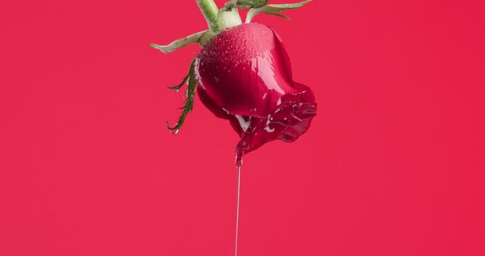 beautiful red rose having water falling in reverse while hanging upside down against red background