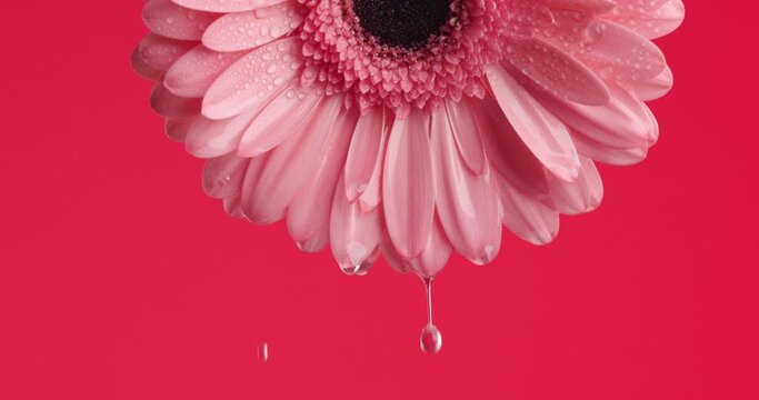 beautiful pink gerbera daisy hanging upside down with water dropping from it on red background