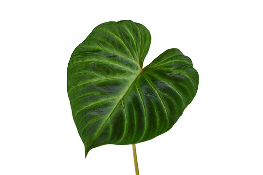 Leaf of tropical 'Philodendron Verrucosum' houseplant with dark green veined velvety leaves on white background