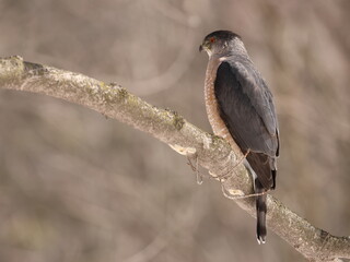 &Eacute;pervier de cooper dans son environnement naturrel