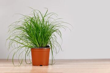 Potted grass 'Cyperus Zumula' used for cats to help them throw up hair balls