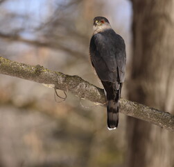 &Eacute;pervier de cooper dans son environnement naturrel