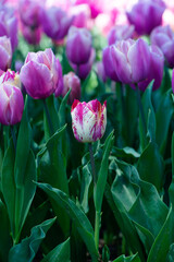 Beautiful purple tulips in a park