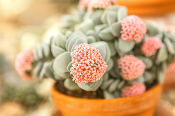Close-up portrait of rosy crassula blossoms. Crassula plant in a flower pot