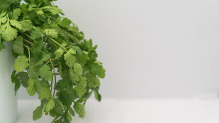 Selective focus of fresh coriander on isolated white background. 