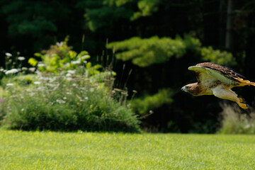 Red Tailed Hawk in Flight - Ontario Canada 