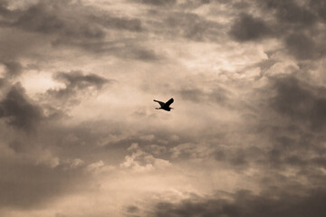 Fototapeta na wymiar Egret (Ardea garzetta) in a stormy sky