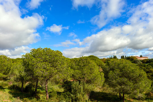K&uuml;stenlandschaft bei Estombar (Algarve, Portugal)