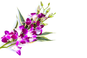 Bouquet beautiful purple orchid flowers on white background