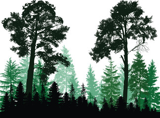 two high pines in firs green forest on white