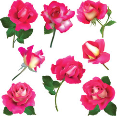eihgt dark pink rose blooms isolated on white
