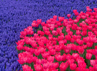 Beautiful pink tulips in a park