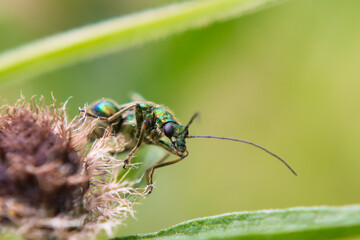 Thick legged flower beetle (Oedemera nobilis) on a knapweed flower