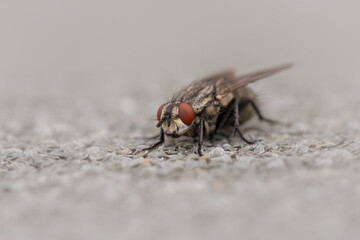 Common flesh fly (Sarcophaga camaria) on gravel