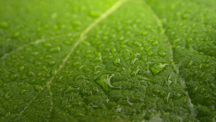 Surface of a green leaf with water droplets.