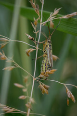 Grass bug Leptopterna dolabrata on grass flower