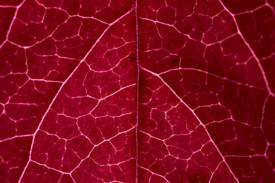 Red leaf with white veins and macro details on the background.