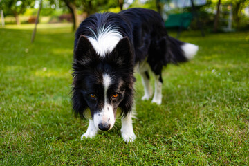A black and white dog in a green glade full of green grass and trees