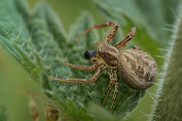 Crab spider Xysticus cristatus feeding