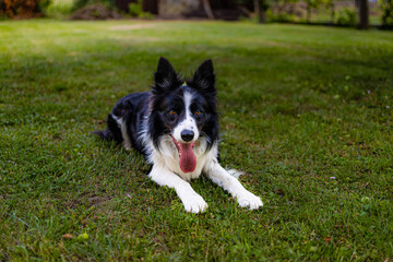 Fototapeta premium A black and white dog in a green glade full of green grass and trees