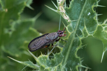 Sieve winged snail killer (Coremacera marginata) on a thistle