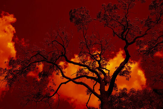 Black silhouette of a tree. Night sky with fiery orange red clouds. Fire in the forest. Or horror. Bloody sunset. Landscape background. Frightening ominous atmosphere. Nightmare, creepy, spooky.