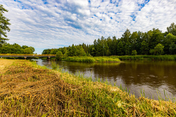 A clearing full of yellow and green grass and a few trees by the river on a sunny afternoon
