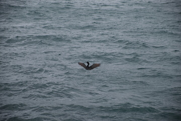 Obraz premium black starling in the rough sea in a clear weather