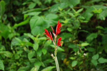 Red flower and rain drops in the Chiapas jungle of Mexico