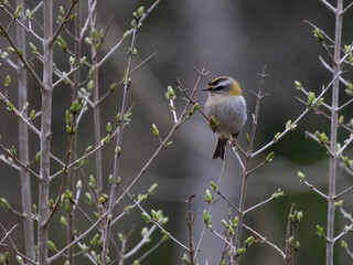 Sommergoldhänchen (Regulus ignicapilla)
