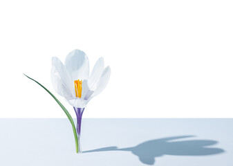 Minimal spring concept. White saffron flower on pastel gray and white background, hard shadow, copy space.