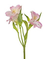 branch of light pink freesia three flowers on white