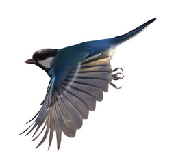 small isolated dark blue tit in fast flight