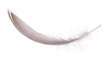 curl of goose grey feather isolated on white