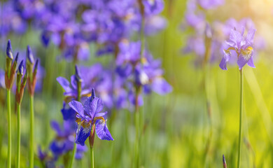 blue iris flowers in sunny green grass