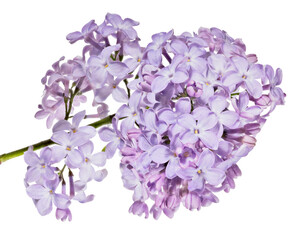 isolated violet large fine blooms of lilac
