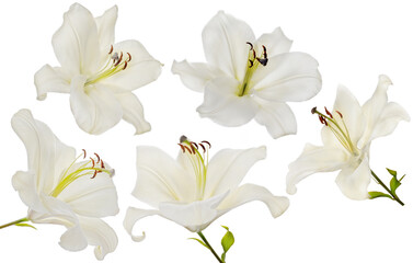isolated five fine white lily blooms
