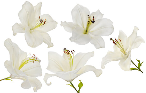 isolated five fine white lily blooms
