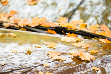 Close-up of multi-colored yellow, red, orange maple leaves on a car. Autumn in the city.