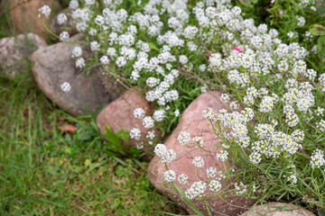 Many white small beautiful alissum flowers with tiny petals on small green shrubs with large cobblestones.