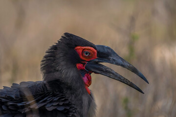 Southern ground hornbill in Kruger national park