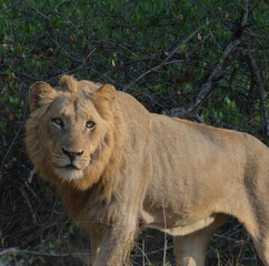 Naklejka na ściany i meble Lion during African safari in Kruger national park