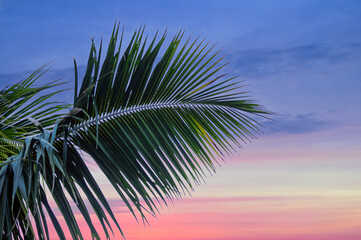 Feuille de Palmier et lever de soleil rose en Polynésie