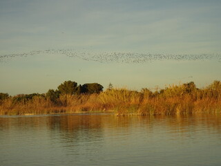misty morning on the river