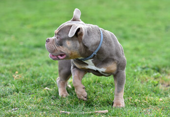 un poderoso perro de raza american bully en un parque